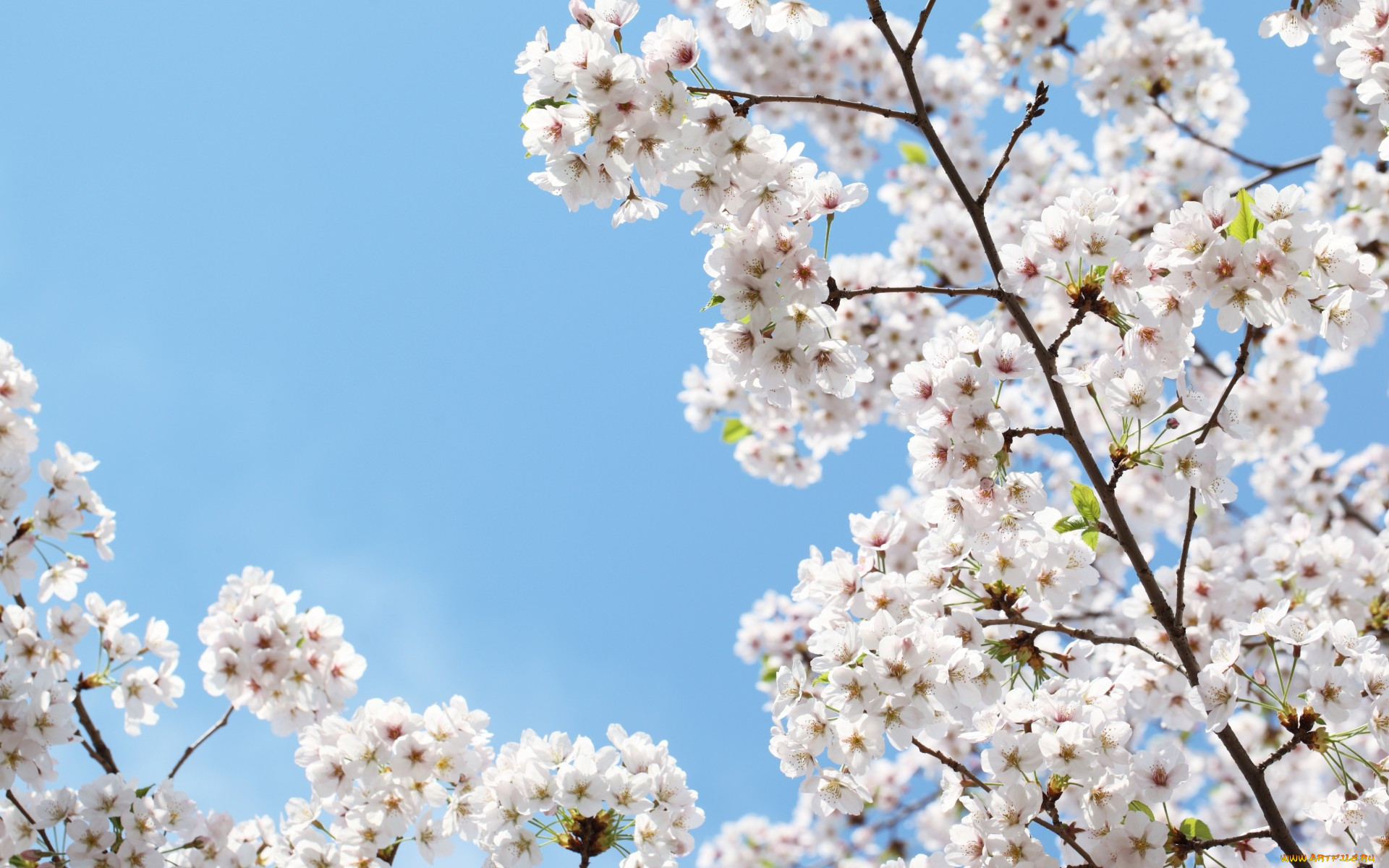 ,   ,  , blossoms, sakura, cherry, flowers, spring, leaves, petals, white, tender, , , , beauty, , , , , , 